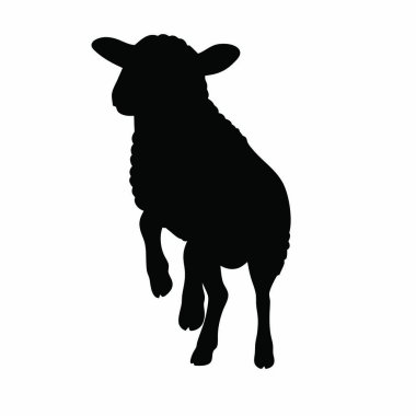 Beyaz arka planda izole edilmiş siyah bir koyun.