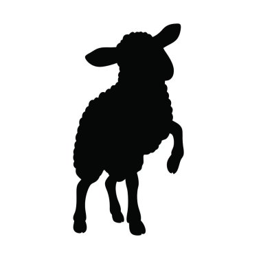 Beyaz arka planda siyah koyun