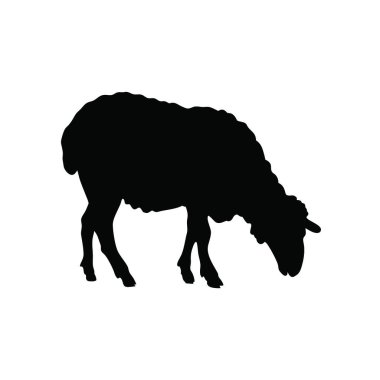 Beyaz arkaplanda koyunun vektör silueti