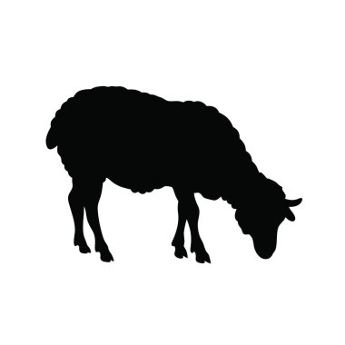 Beyaz arkaplanda koyun simgesi vektörü.