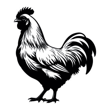 Horoz, horoz, horoz, tavuk, horoz, horoz, tavuk, horoz.