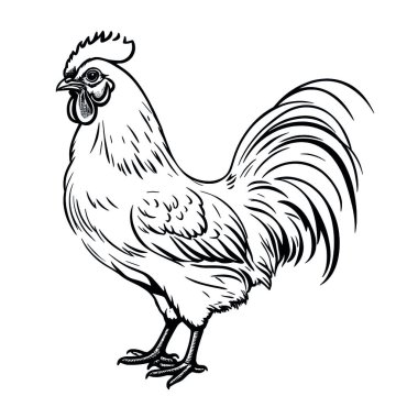 vektör eli çizilmiş tavuk.