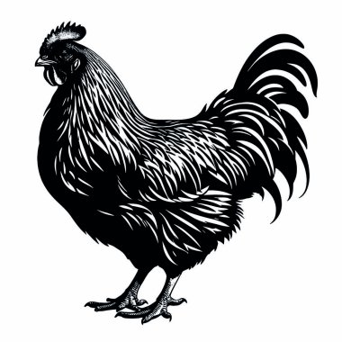 Horoz siyah-beyaz çizimi. Çin Yeni Yılı 2017