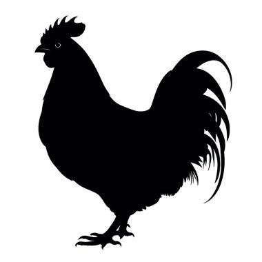 Beyaz Arkaplanda Rooster Silueti.