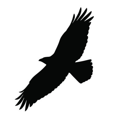 Beyaz arkaplanda kartal silueti