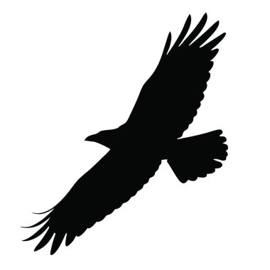 Uçan kuşun vektör silueti. Siyah siluet. beyaz arkaplanda izole.