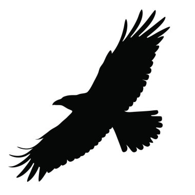 Siyah kuş beyaz zeminde tek başına uçuyor.