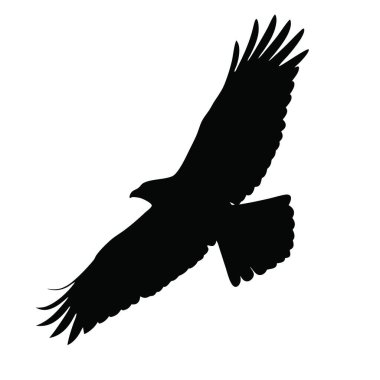 Siyah kartal, beyaz arkaplanda izole edilmiş.