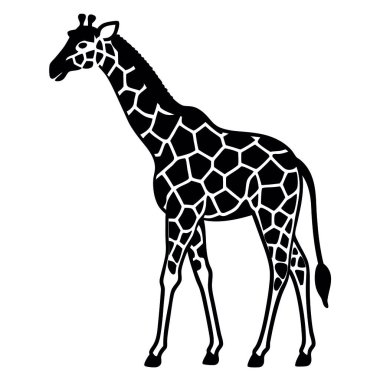 Beyaz arkaplanda zürafa vektör çizimi