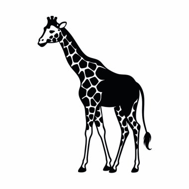Beyaz arkaplanda bir zürafanın vektör çizimi