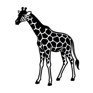 Zürafa hayvanı beyaz arka planda izole edilmiş.