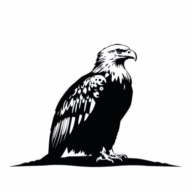 Beyaz arka plan üzerinde kartal