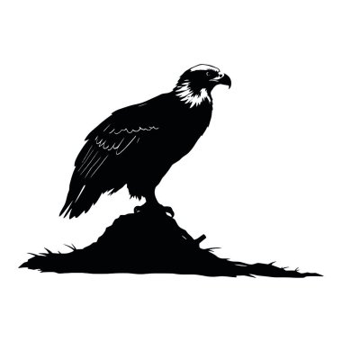 Beyaz arkaplanda bir kartalın vektör görüntüsü