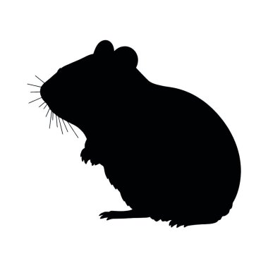 Beyaz arka planda siyah sıçan