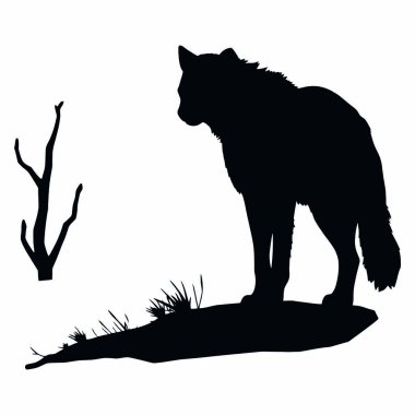 Beyaz arka planda Wolf 'un vektör silueti.