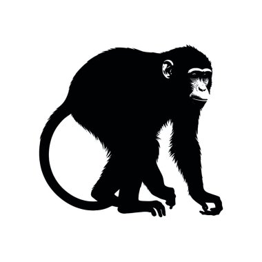 beyaz arkaplanda maymun vektör illüstrasyonu