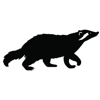 Beyaz arka planda yürüyen bir porsuk.