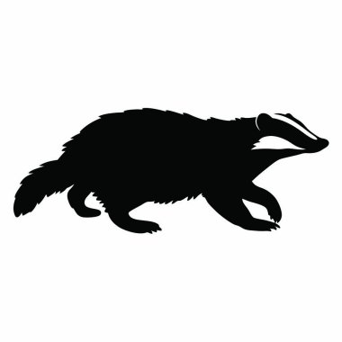 Bir porsuk yerde koşuyor.