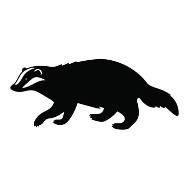 Beyaz arka planda yürüyen bir porsuk.