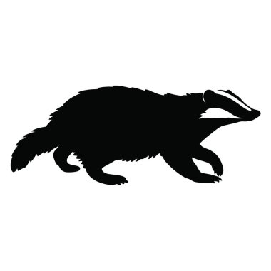 Bir porsuk yerde koşuyor.