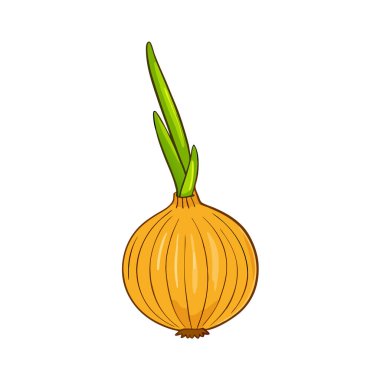 Taze sarı soğan. Beyaz arkaplanda vektör illüstrasyonu.