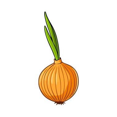 Soğan. Beyaz arkaplanda izole edilmiş vektör illüstrasyonu.