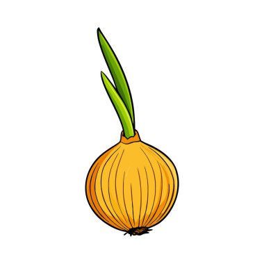 Çizgi filmdeki el sarı soğan çizdi. Beyaz arkaplanda izole edilmiş vektör illüstrasyonu.