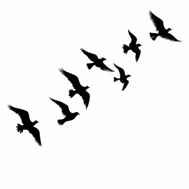 Uçan bir kuş sürüsünün zarif silueti. Grafik tasarım projeleri, duvar kağıtları, posterler ya da dövmeler için mükemmel. Minimalist siyah ve beyaz tasarım özgürlük ve sükunet taşıyor. Vahşi yaşamı ve doğayı temsil eden basit ama çarpıcı bir görüntü.. 