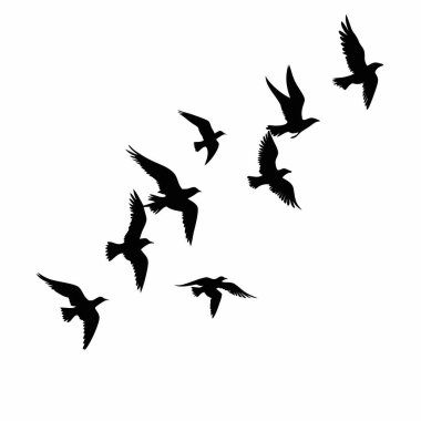 Minimalist tasarımlar için mükemmel uçan bir kuş sürüsünün zarif siluetleri. Arkaplan, duvar kağıdı ya da grafik öğe olarak ideal. Vektör çizimi, kolayca ölçeklenebilir, siyah ve beyaz olarak. Özgürlük, barış ve doğanın güzelliği temalarını iletir.