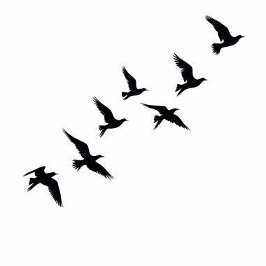Beyaz arka planda uçan bir kuş sürüsünün zarif silueti. Doğa temalı tasarımlar, web siteleri ya da duvar kağıtları için mükemmel. Basit, minimalist vektör grafiği, çeşitli uygulamalar için ideal. Yüksek çözünürlüklü, siyah beyaz çizimler