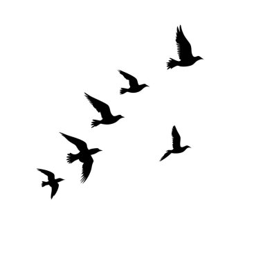 Beyaz arka planda uçan bir kuş sürüsünün zarif silueti. Minimalist, doğadan esinlenilmiş bir elemente ihtiyaç duyan tasarım projeleri için mükemmel. Posterler, baskılar, dövmeler ya da grafik tasarım için ideal. Yüksek çözünürlüklü vektör grafiği