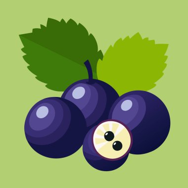 Taze bir jabuticaba kümesinin canlı vektör çizimi, sulu mor böğürtlen ve yeşil yaprakları gösteriyor. Yemek blogları, ambalajlar ya da Brezilya yeteneğine ihtiyaç duyan her tasarım için mükemmel. Bu karikatür tarzı grafik düz bir dizayn içerir.