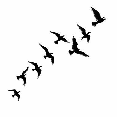 Temiz beyaz bir arkaplana karşı uçan bir kuş sürüsünün zarif siluetleri. Minimalist, doğadan esinlenilmiş bir grafiğe ihtiyaç duyan tasarım projeleri için mükemmel. Duvar kağıtları, posterler, baskılar ve web tasarımı için ideal. Yüksek çözünürlüklü vektör çizimi