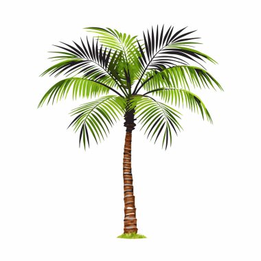 Saf beyaz bir zemin üzerinde izole edilmiş, yemyeşil bir tropikal palmiye ağacı. Seyahat, tatil ya da yaz temalı tasarımlar için mükemmel. Yüksek çözünürlüklü görüntüde canlı yeşil yapraklar ve ayrıntılı kahverengi bir gövde var. Grafik tasarımı için ideal, illüstrat