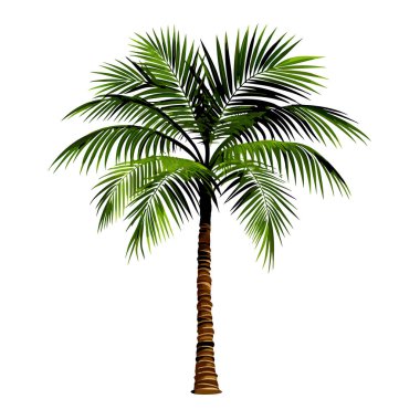 Saf beyaz bir zemin üzerinde izole edilmiş, tek ve görkemli bir hindistan cevizi palmiyesi. Seyahat broşürleri, yaz tasarımları ve tropikal temalı projeler için mükemmel. Bu yüksek çözünürlüklü resim net bir detay ve canlı yeşillik sunar, ideal bir tasarım ögesi veya g