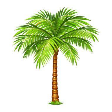 Canlı, yemyeşil bir tropikal palmiye ağacı, temiz beyaz bir arka planda izole edilmiş. Seyahat, yaz, tatil ve tropikal temalı tasarımlar için mükemmel. Web siteleri, broşürler ve daha fazlası için tasarım öğesi, klipsiyon veya illüstrasyon olarak idealdir. Bu yüksek-reso