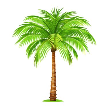 Canlı yeşil hindistan cevizi palmiyesi, beyaz arka planda izole edilmiş. Seyahat broşürleri, yaz tasarımları ve tropikal temalı projeler için mükemmel. Bu yüksek çözünürlüklü resim ayrıntılı bir yaprak ve gerçekçi bir ağaç gövdesi sunar.