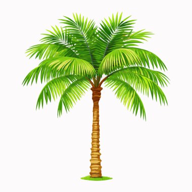 Canlı yeşil hindistan cevizi palmiyesi, beyaz arka planda izole edilmiş. Seyahat broşürleri, yaz tasarımları ya da verimli bir tropikal his gerektiren her proje için mükemmel. Yüksek çözünürlüklü görüntü detaylı yapraklar ve gerçekçi bir güneş ışığı etkisi sergiliyor. İdeal