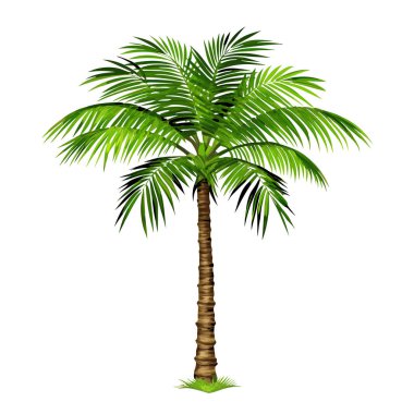 Canlı yeşil hindistan cevizi palmiyesi, saf beyaz arka planda izole edilmiş. Seyahat, tatil ve tropikal tasarımlar için mükemmel. Bu yüksek çözünürlüklü resim ayrıntılı yapraklar ve dokulu bir gövde içeriyor, p 'nize verimli ve egzotik bir element sunuyor