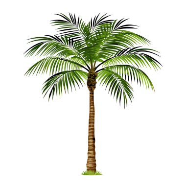 Canlı yeşil hindistancevizi palmiyesi, kıtır kıtır beyaz arka planda mükemmel bir şekilde izole edilmiş. Yaz temalı tasarımlar, seyahat broşürleri ya da tropikal cennete ihtiyaç duyan her proje için idealdir. Bu yüksek çözünürlüklü resim yazdırmak için mükemmel.