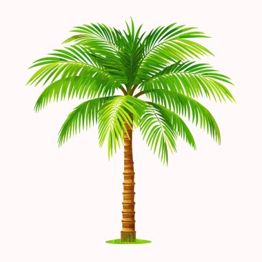 Canlı, tek hindistan cevizi palmiyesi, saf beyaz arka planda izole edilmiş. Seyahat broşürleri, yaz tasarımları ya da bir parça tropik cennete ihtiyaç duyan her proje için mükemmel. Bu gür yeşil illüstrasyon sakin ve rahatlatıcı bir his sunuyor.