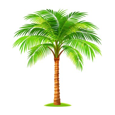 Canlı, tek bir palmiye ağacı, beyaz arka planda izole edilmiş. Seyahat, tatil ya da yaz temalı tasarımlar için mükemmel. İnternet siteleri, broşürler ve diğer pazarlama materyalleri için ideal, tropikal, bereketli bir his. Yüksek çözünürlüklü resim gösterme ayrıntısı