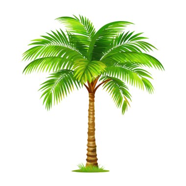 Canlı yeşil bir tropikal palmiye ağacı, beyaz arka planda tamamen izole edilmiş. Seyahat, yaz ve tatil temalı tasarımlar için ideal. Bu yüksek çözünürlüklü resim cennet dokunuşu gerektiren internet siteleri, broşürler ve baskı malzemeleri için mükemmel. Kullan 