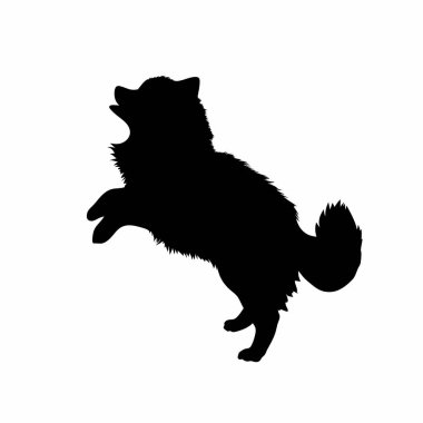 Oyuncu bir Pomeranya köpeğinin silueti. Beyaz arka planda izole edilmiş bu vektör illüstrasyonu evcil hayvan tasarımları, logolar ve web siteleri için mükemmeldir. Sevimli, enerjik poz mutluluk ve gençlik enerjisi taşır. Çocuk için ideal. 