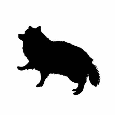 Bir Pomeranya köpeğinin çarpıcı siyah beyaz silueti ayakta duran bir uyarı, hayvanlarla ilgili tasarımlar, logolar veya çizimler için ideal. İzole edilmiş profil görüntüsü, türün kendine özgü tüylü kürkünü ve duruşunu gösteriyor. Grafik tasarım projeleri için mükemmel