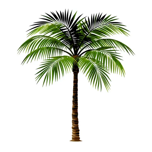 Tek, yemyeşil bir palmiye ağacı, beyaz arka planda tamamen izole edilmiş. Seyahat broşürleri, yaz tasarımları ya da tropik bir dokunuşa ihtiyaç duyan her proje için idealdir. Yüksek çözünürlüklü görüntü baskı ve dijital kullanım için mükemmel. Sana canlı, egzotik bir his katıyor.