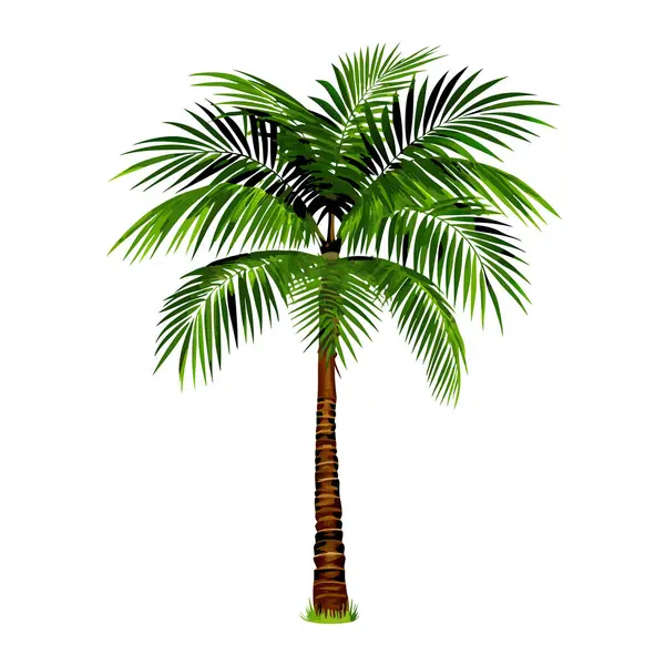 Canlı yeşil hindistan cevizi palmiyesi, saf beyaz arka planda izole edilmiş. Seyahat broşürleri, yaz tasarımları ya da tropikal temalı projeler için mükemmel. Bu yüksek çözünürlüklü resim, temiz ve çok yönlü bir sunum sunan yemyeşil yaprakları ve detaylı dokuları içerir.