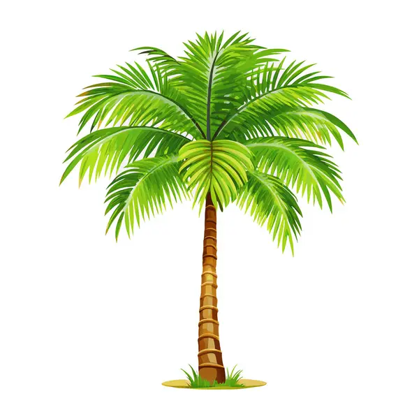 Canlı, yemyeşil hindistan cevizi palmiyesi, beyaz arka planda izole edilmiş. Seyahat, tatil ya da yaz tasarımları için mükemmel. Bu yüksek çözünürlüklü resim detaylı yeşillik ve kahverengi gövde içeriyor. Projelerinize tropik bir his katmak için ideal. Kullan