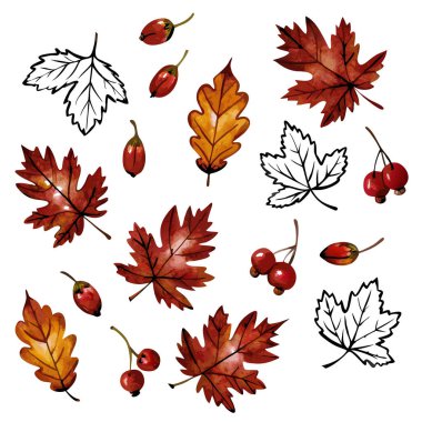 Canlı suluboya sonbahar yaprakları ve böğürtlenler, sonbahar temalı tasarımlar için mükemmel. Akçaağaç ve meşe yaprakları zengin kırmızı, turuncu ve kahverengi renkleri içerir. Geçmişler, şablonlar, kalıplar ya da bireysel tasarım elementleri için idealdir. El boyaması botanik il