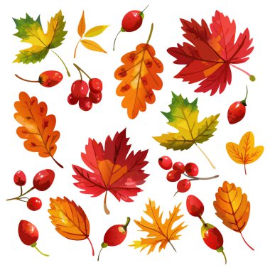 Sonbahar yaprakları ve böğürtlenlerin canlı suluboya çizimi, Şükran Günü için mükemmel, sonbahar hasat tasarımları, ya da mevsimsel arka planlar. Akçaağaç, meşe yaprağı, gül kalçası ve kırmızı, turuncu, sarı ve yeşil renkli bir palet. İnceleme için ideal